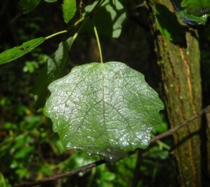 Populus tremula